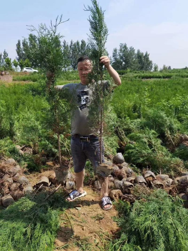 侧柏，规格齐全，量特别特别的大。价格特别特别的实惠。