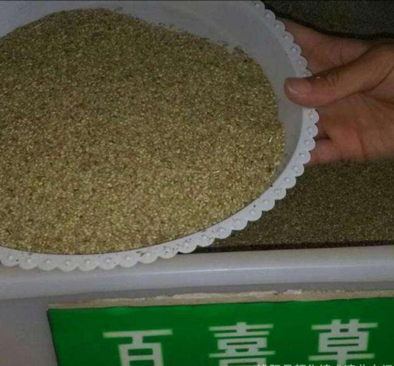 百喜草种子绿化护坡专用草籽