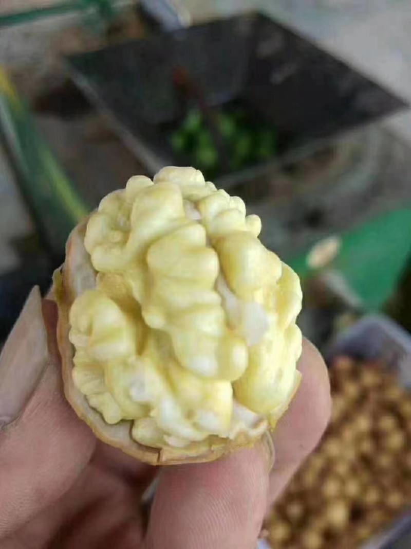 辽系青皮核桃开始上市，质量保证，可视频看货，产地直供
