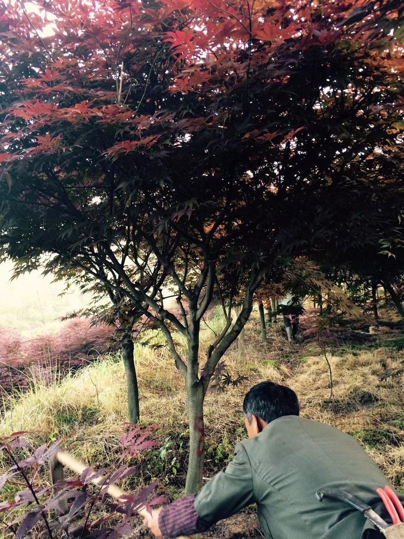 红枫中国红枫日本红枫长期优质供应四川绿化苗木