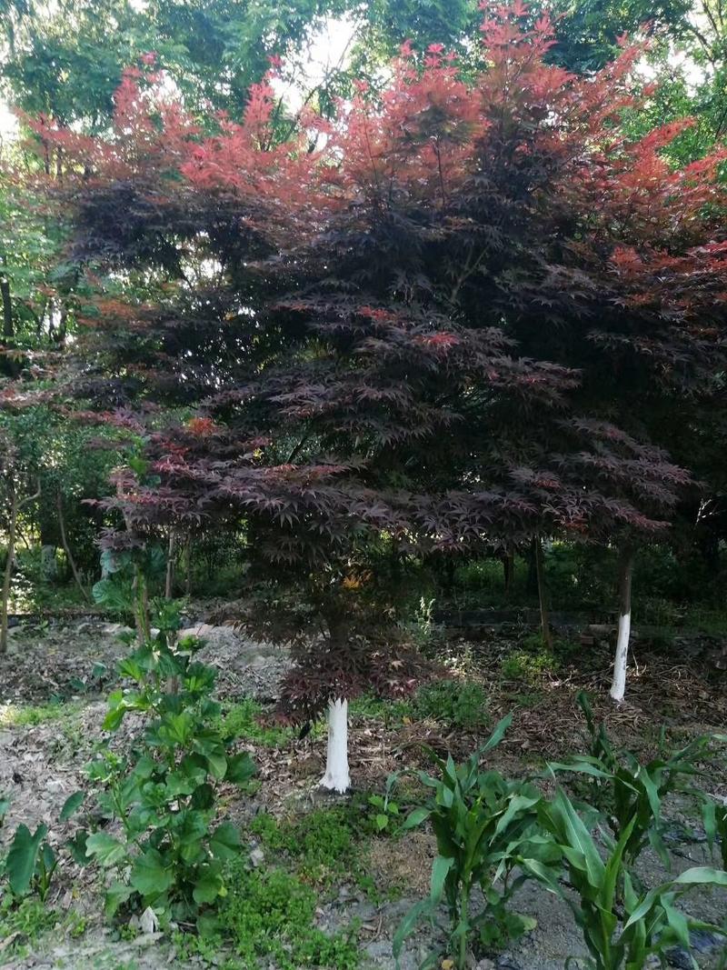红枫中国红枫日本红枫长期优质供应四川绿化苗木