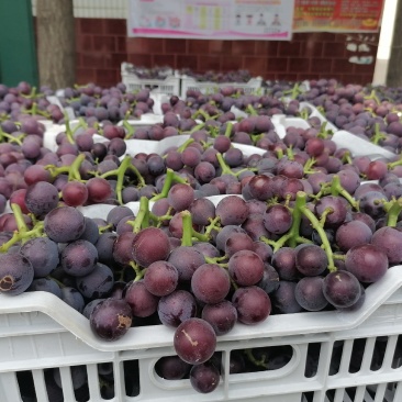威县万亩巨峰葡萄基地大量上市