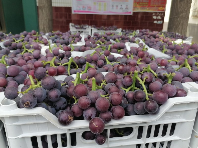 威县万亩巨峰葡萄基地大量上市