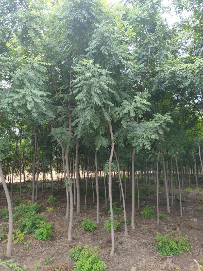 皂角树2~4cm4cm以下2.5~3米