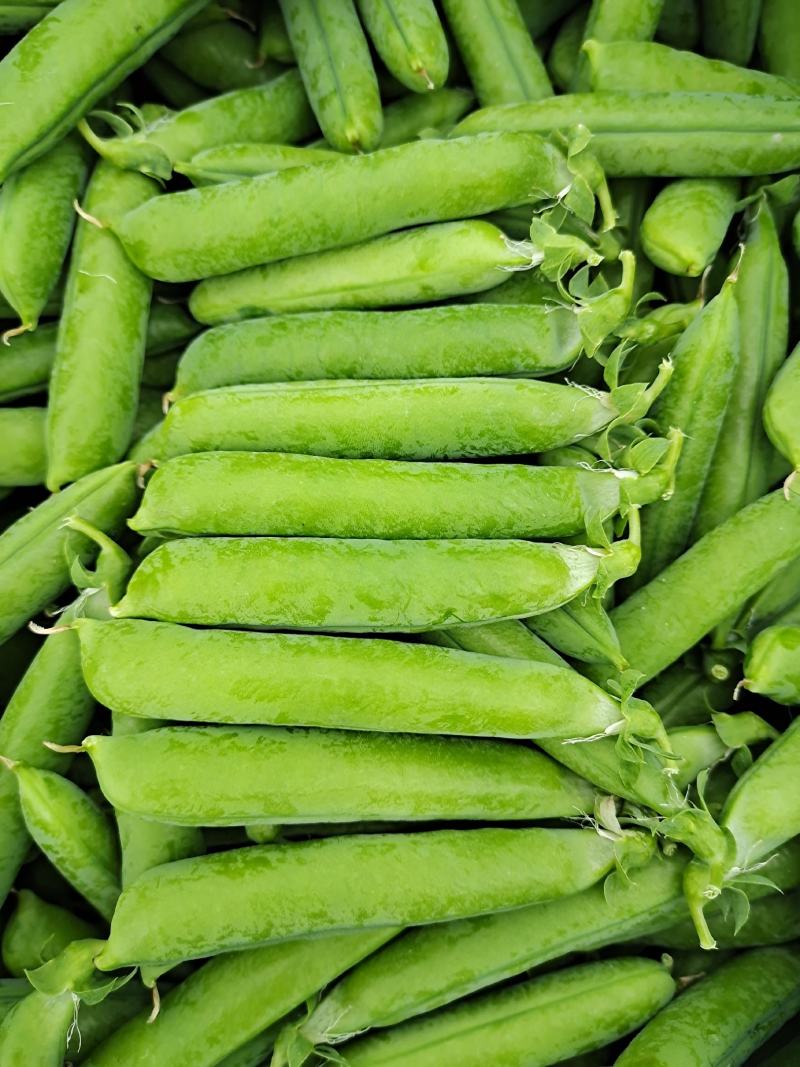 乐美豌豆仁种子（吃米专用）视频图片看货