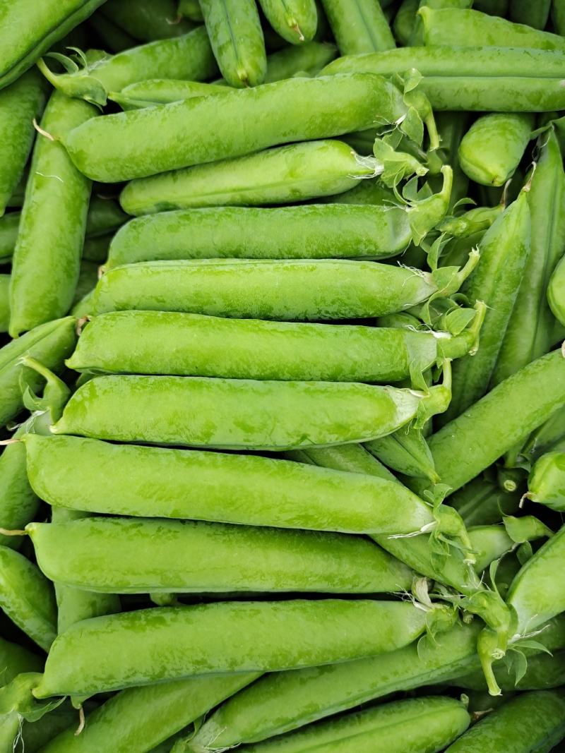 乐美豌豆仁种子（吃米专用）视频图片看货