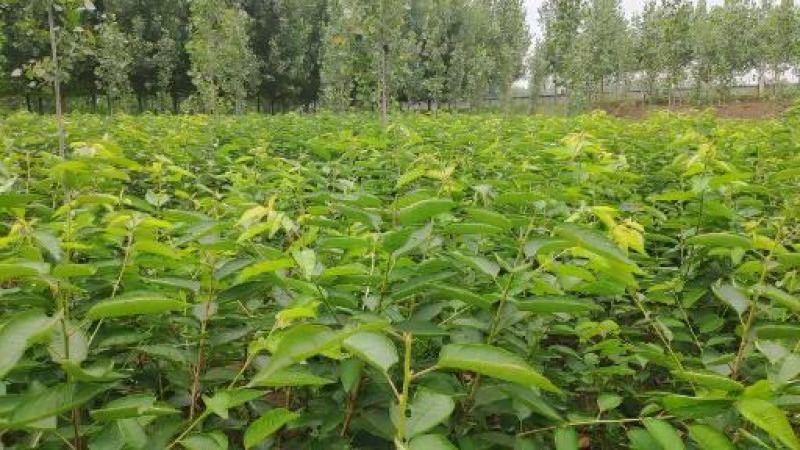 大果拉宾斯大樱桃苗车厘子授粉树苗