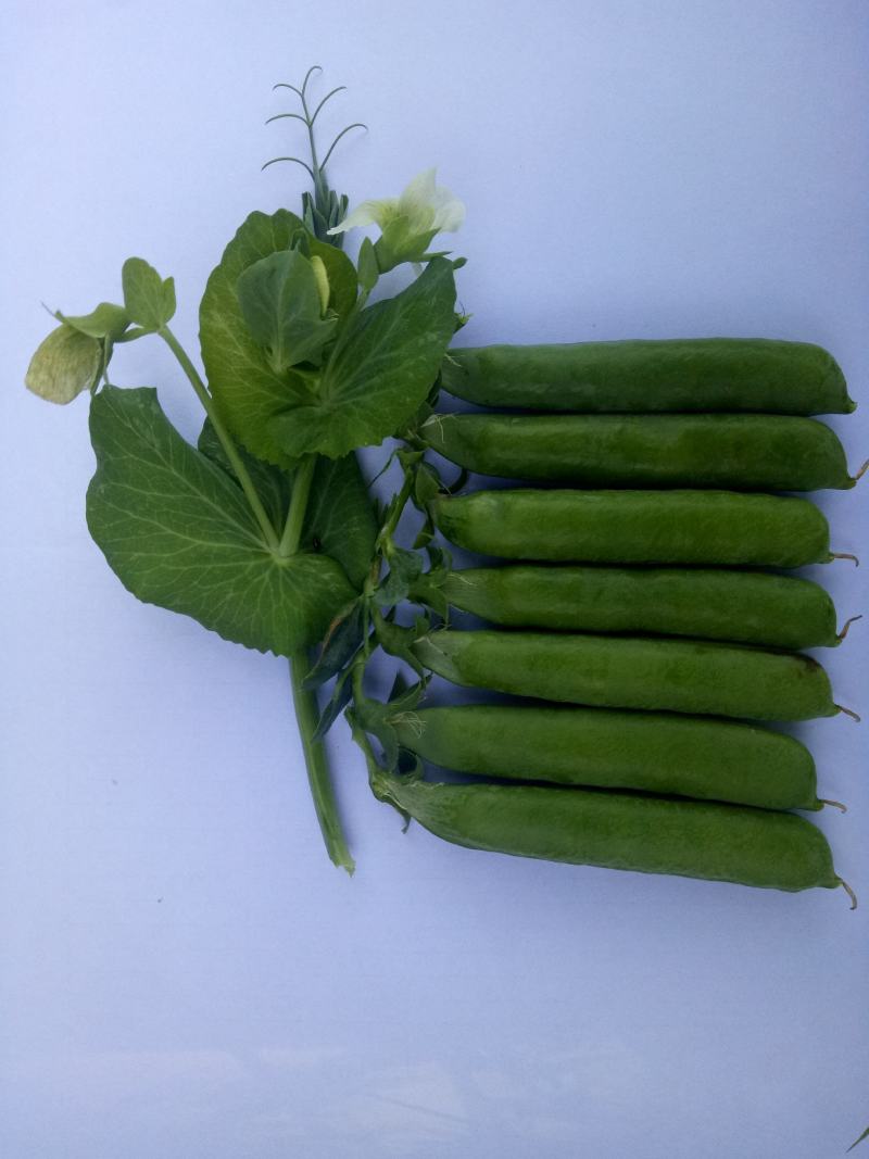 乐美豌豆仁种子（吃米专用）视频图片看货