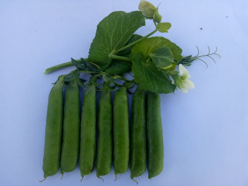 乐美豌豆仁种子（吃米专用）视频图片看货