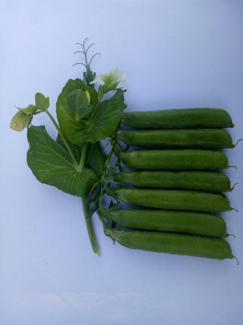 乐美豌豆仁种子（吃米专用）视频图片看货