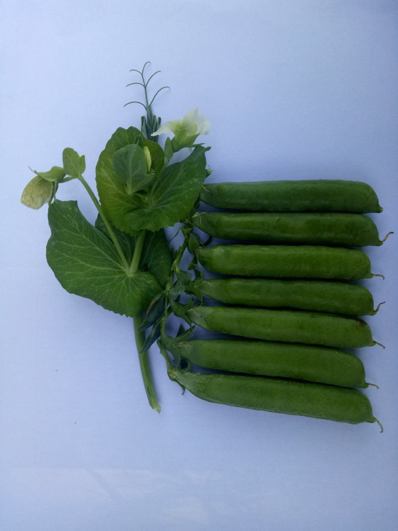 乐美豌豆仁种子（吃米专用）视频图片看货