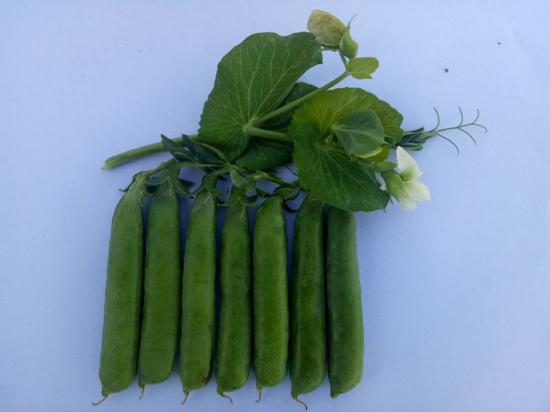 乐美豌豆仁种子（吃米专用）视频图片看货