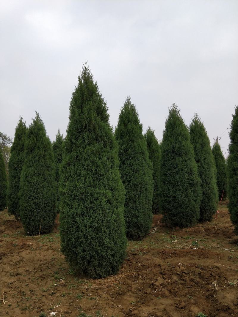 塔侩河北塔侩基地塔侩价格，河北塔侩基地，