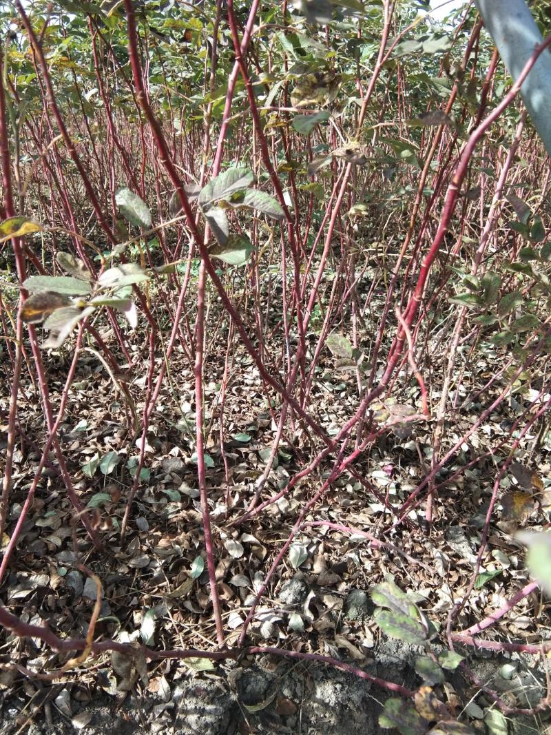四季玫瑰苗40~50cm包技术包成活技术支持