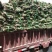优质草坪牧草地被草花种籽批发公鼎绿化苗木园艺场