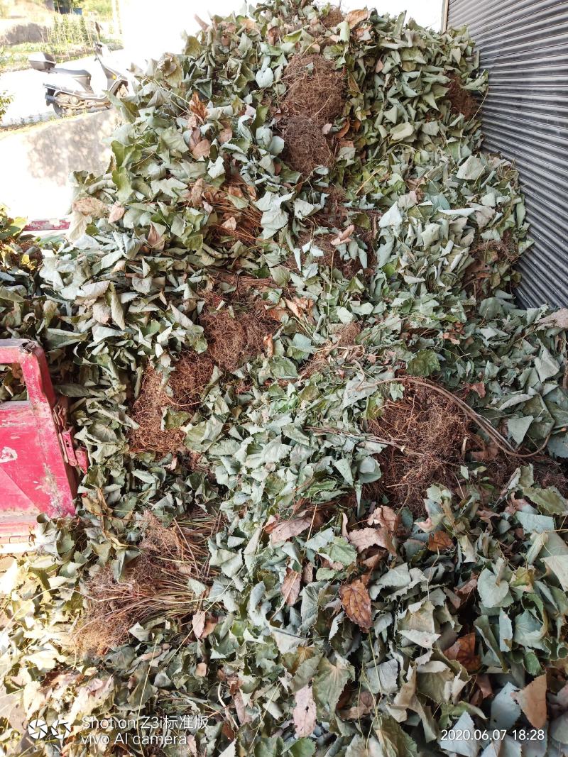 湖北十堰纯野生小叶淫羊藿可视频采挖