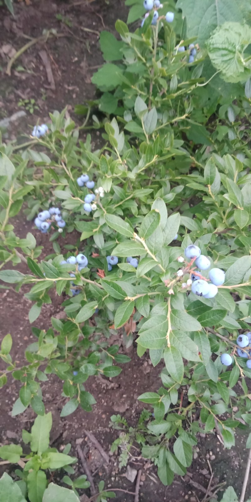 批发蓝靛果苗，东北抗寒蓝靛果苗，大果蓝靛果苗