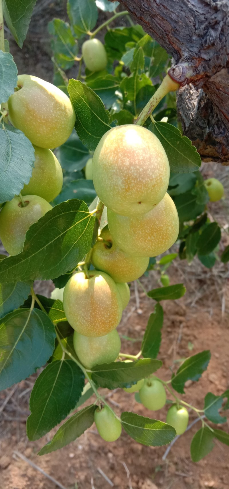赞皇青枣种植面积大，个大色好，保质保量。