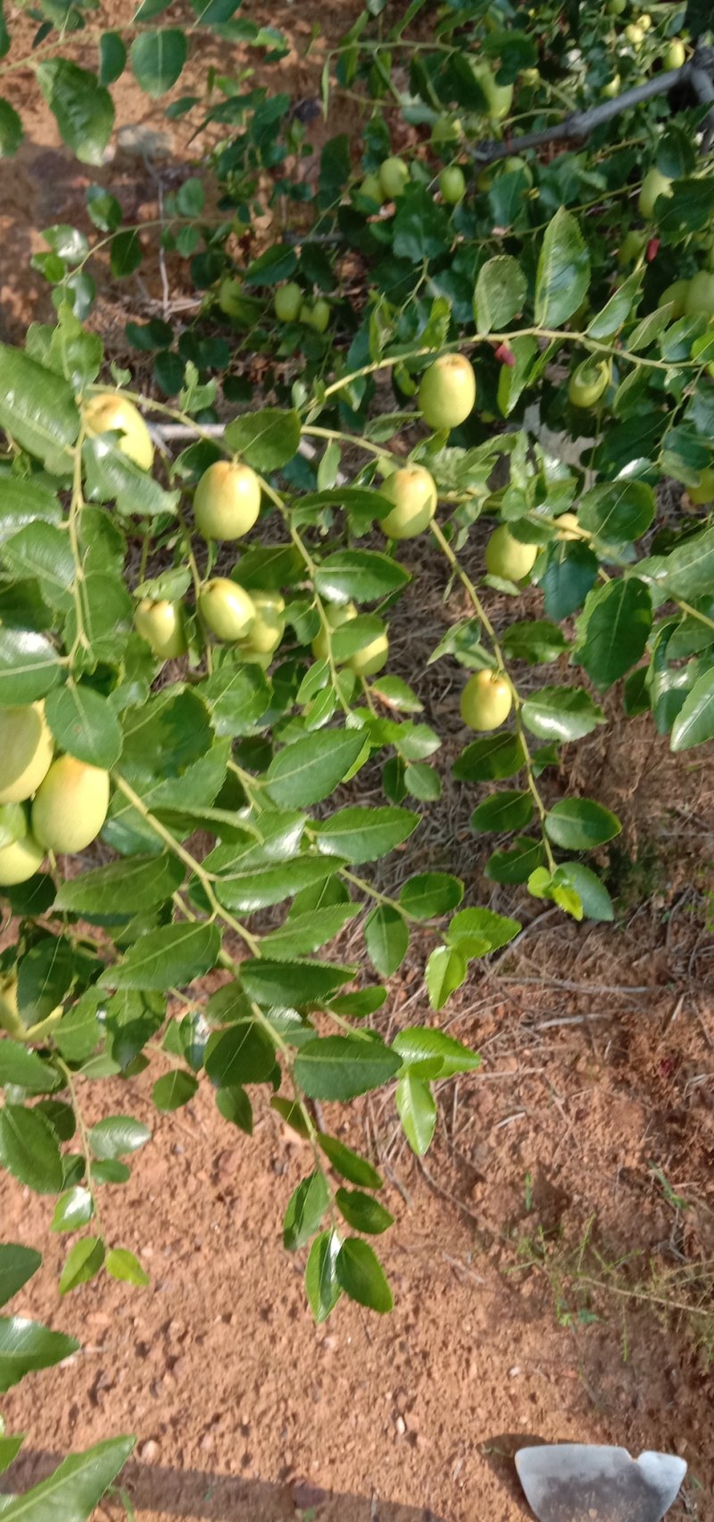 赞皇青枣种植面积大，个大色好，保质保量。