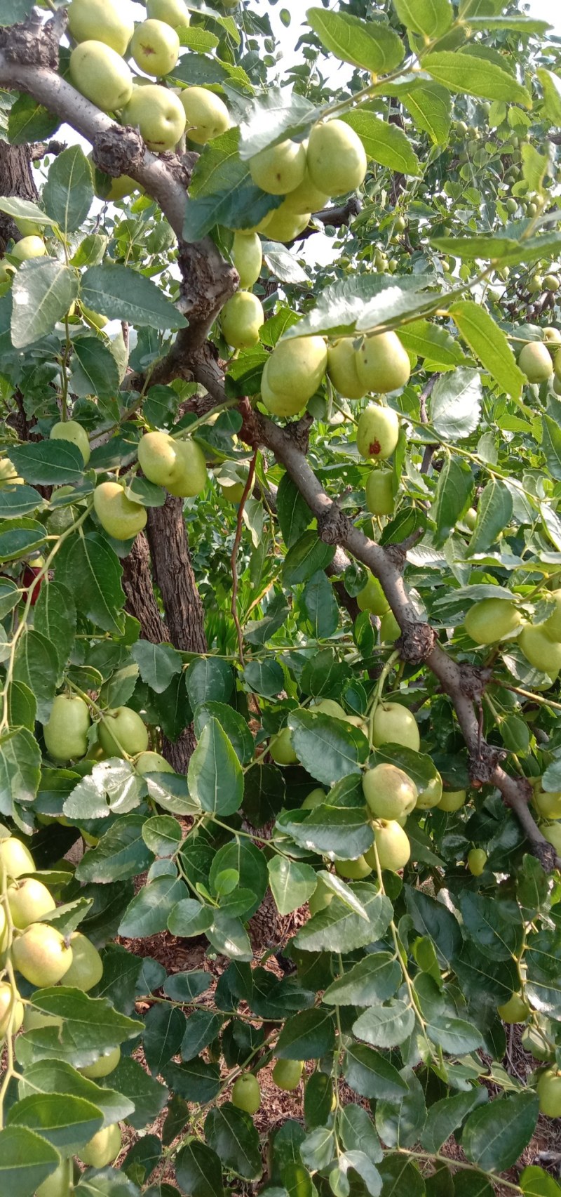 赞皇青枣种植面积大，个大色好，保质保量。