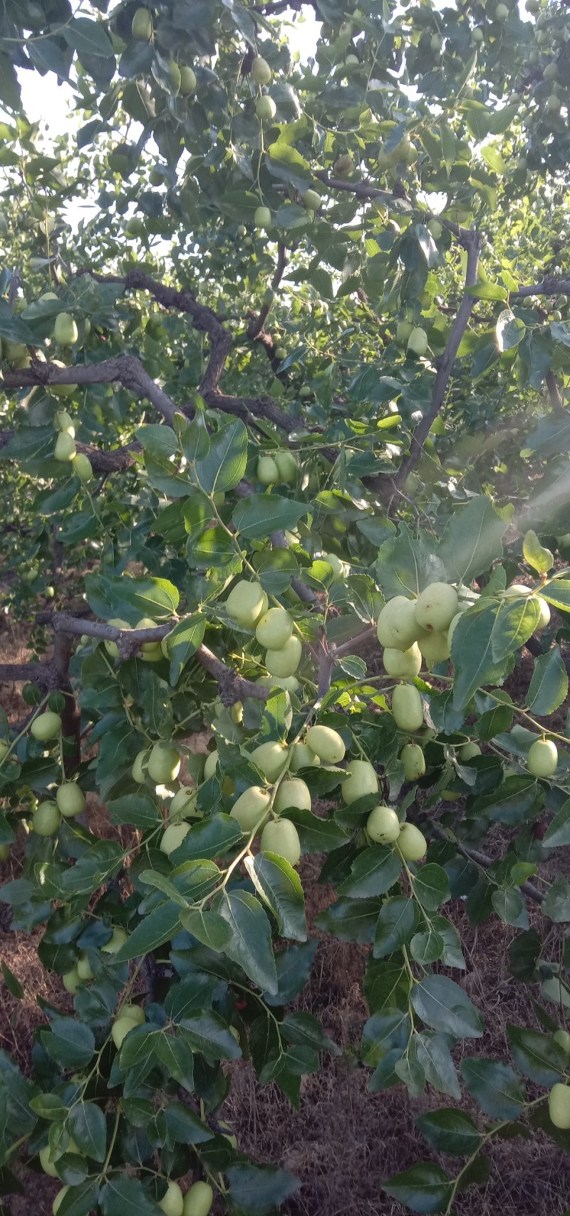 赞皇青枣种植面积大，个大色好，保质保量。