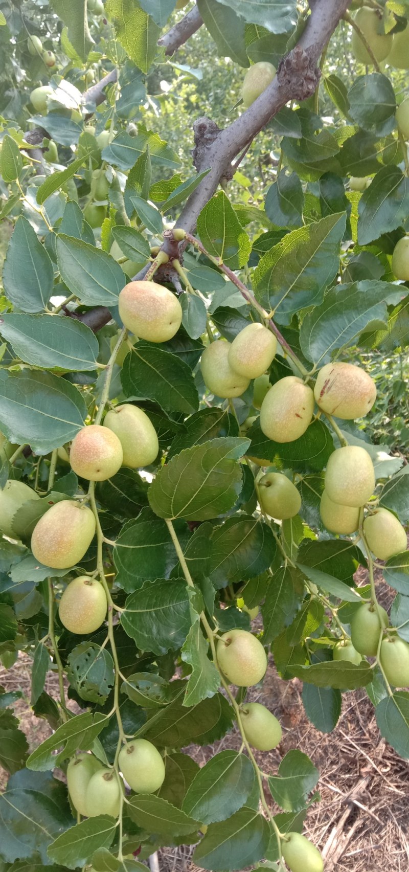 赞皇青枣种植面积大，个大色好，保质保量。