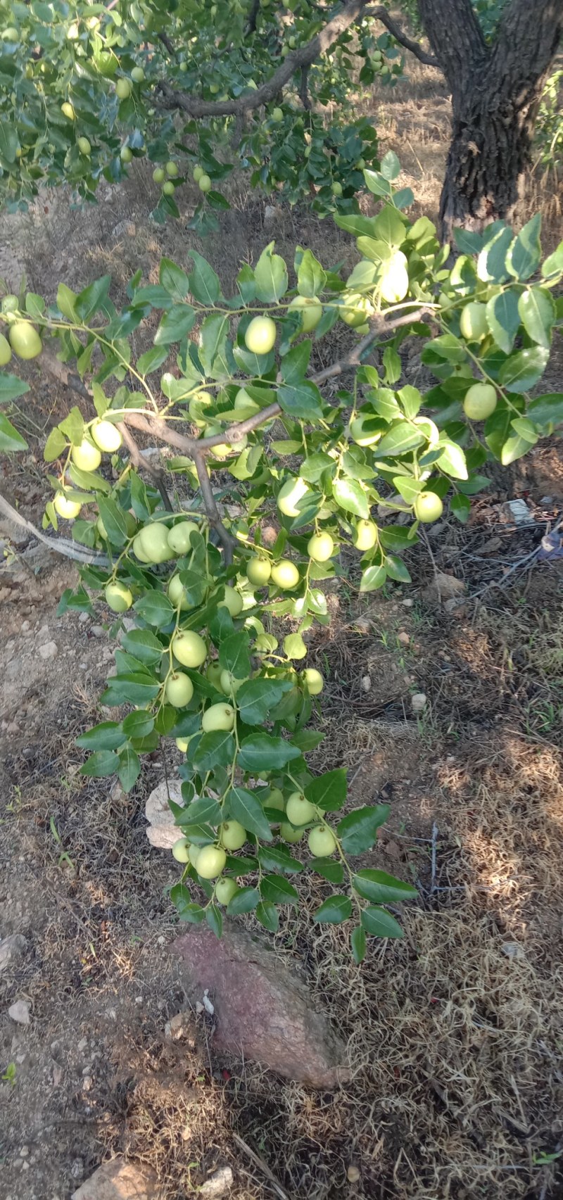 赞皇青枣种植面积大，个大色好，保质保量。