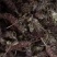 夏枯草，野生贵州货，含量高，干净无霉