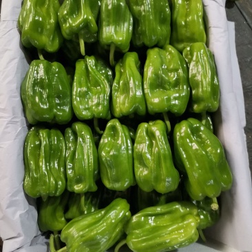 辽宁锦州北镇麻辣高温棚冷棚麻辣椒，看质量杠杠的