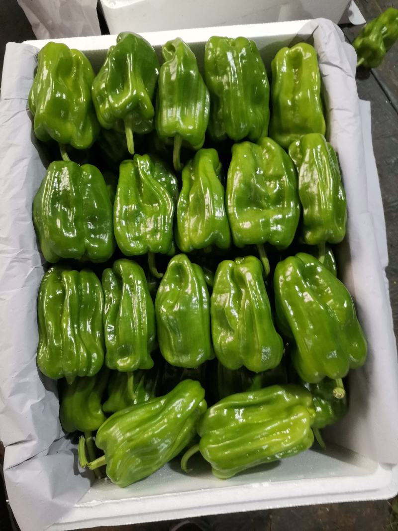 辽宁锦州北镇麻辣高温棚冷棚麻辣椒，看质量杠杠的