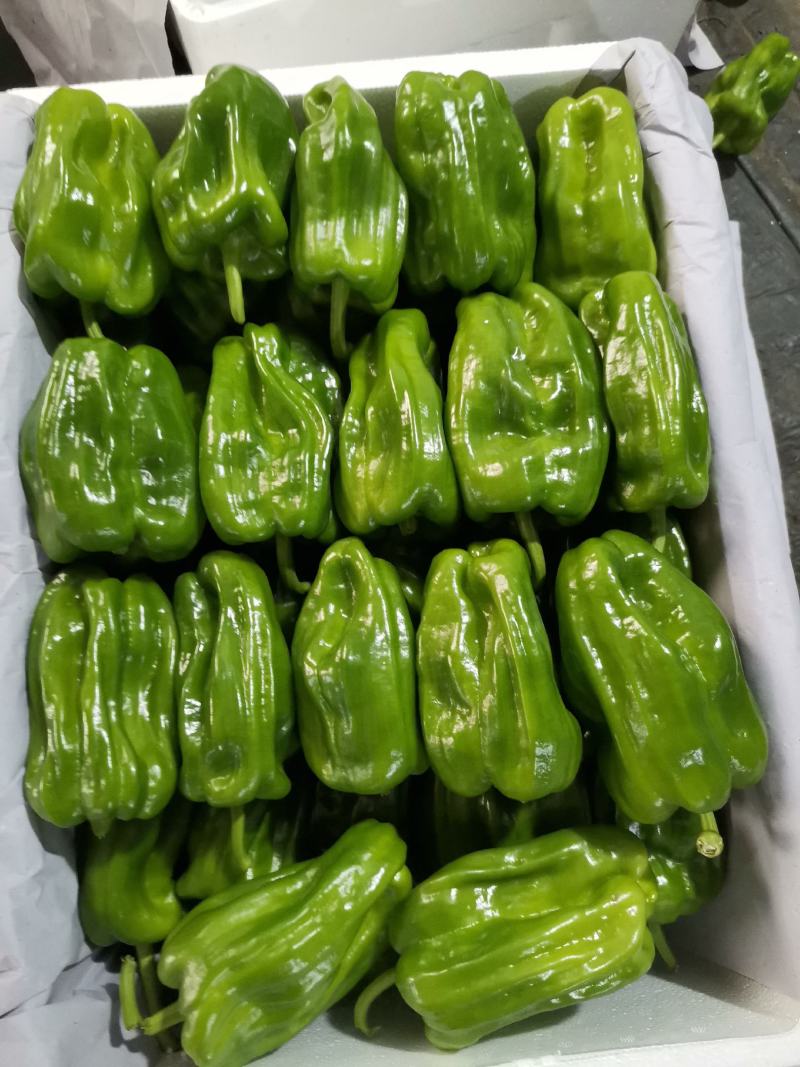 辽宁锦州北镇麻辣高温棚冷棚麻辣椒，看质量杠杠的
