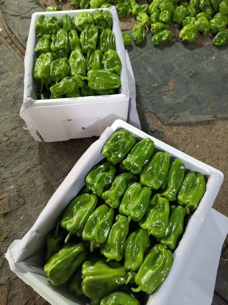 辽宁锦州北镇麻辣高温棚冷棚麻辣椒，看质量杠杠的