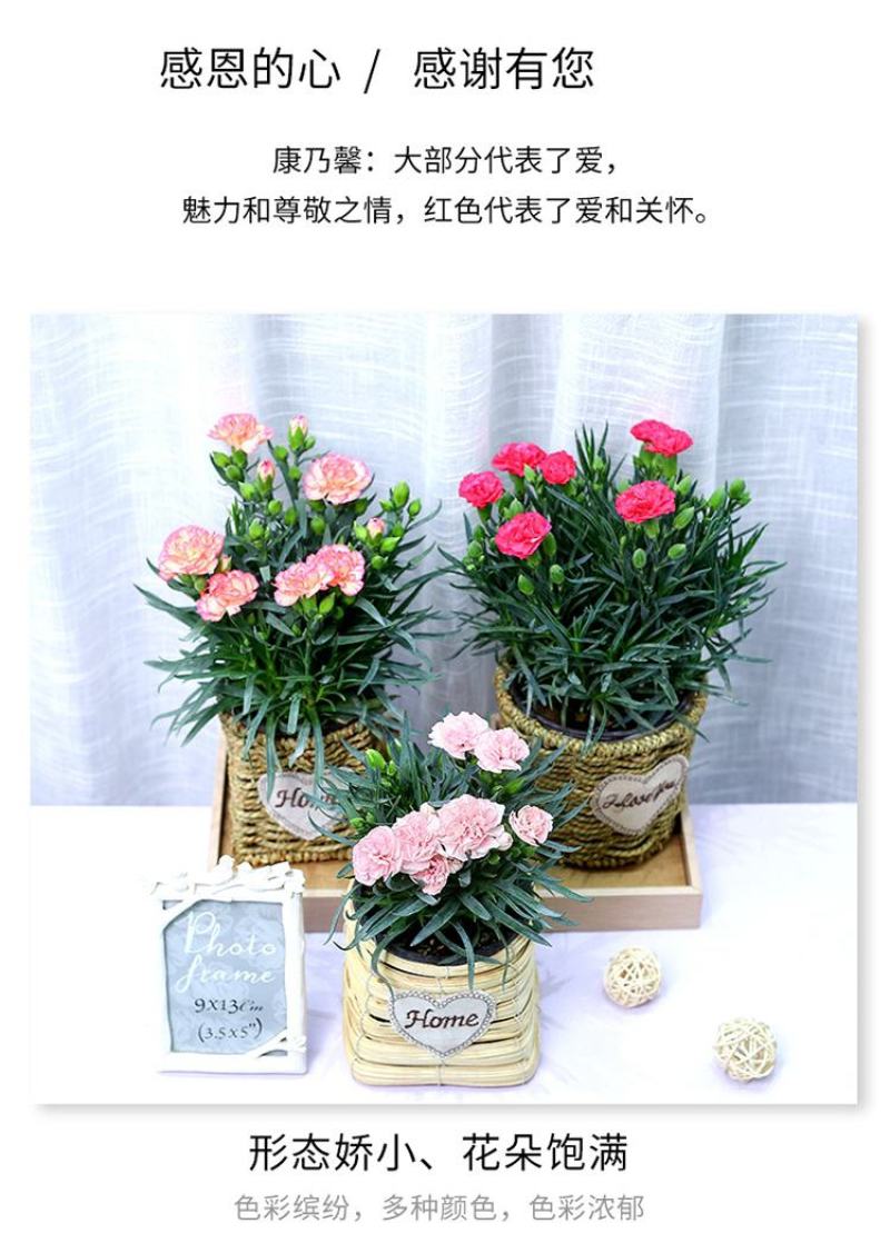 康乃馨，盆栽花卉基地销售苗圃销售优质苗