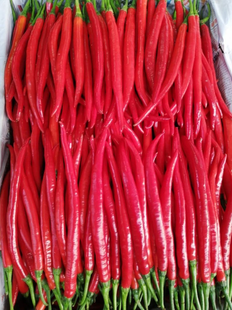 红辣椒，鲜青椒，大量上市