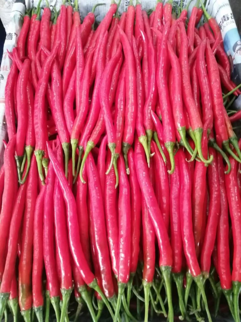 红辣椒，鲜青椒，大量上市