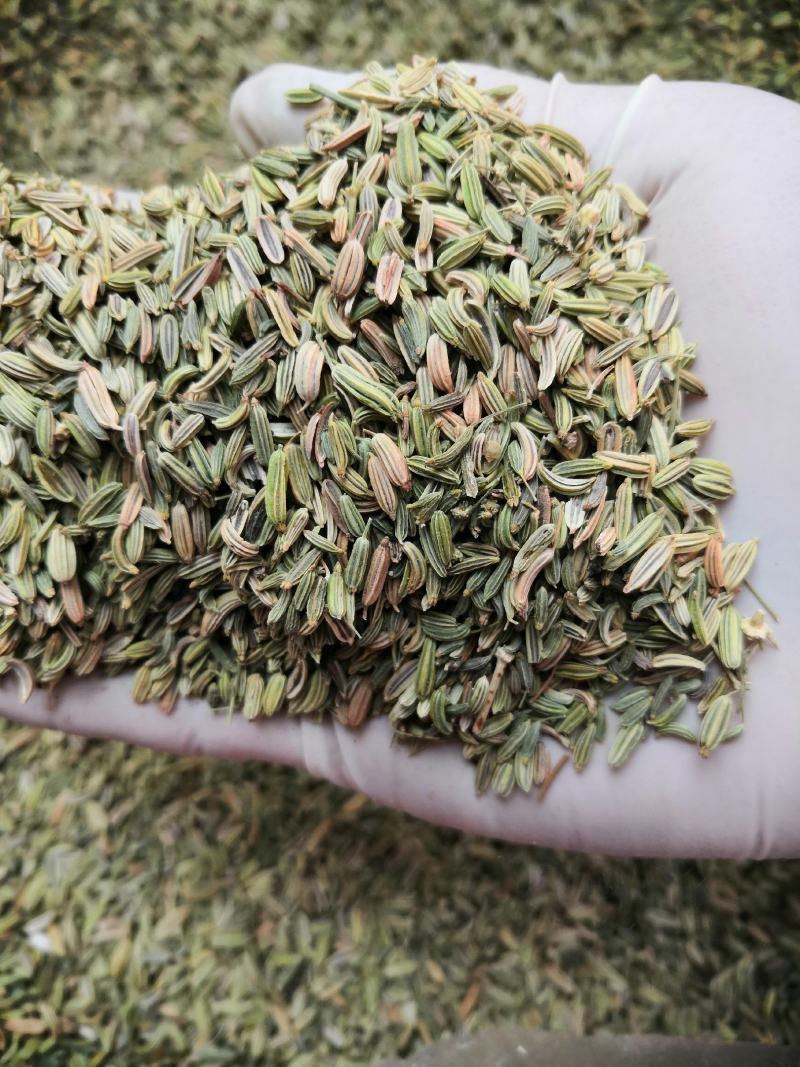 小茴香大货批发一手货源价格优！量大包邮。
