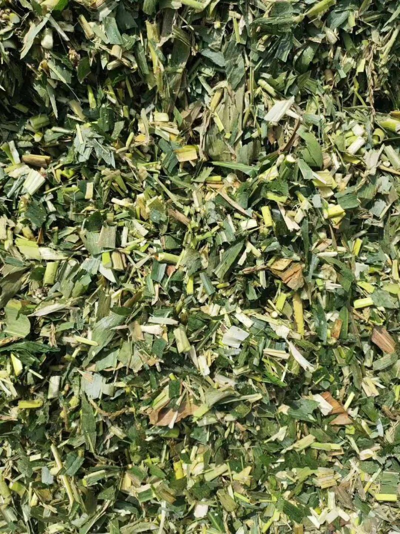 本公司常年出售各种牛羊草料甜玉米秸秆青储全珠