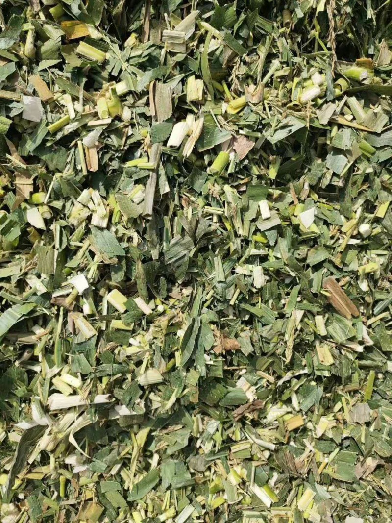 本公司常年出售各种牛羊草料甜玉米秸秆青储全珠