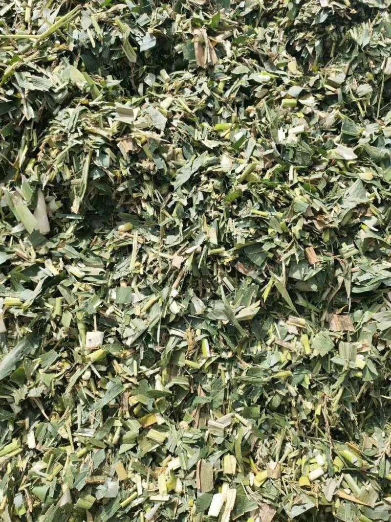 本公司常年出售各种牛羊草料甜玉米秸秆青储全珠