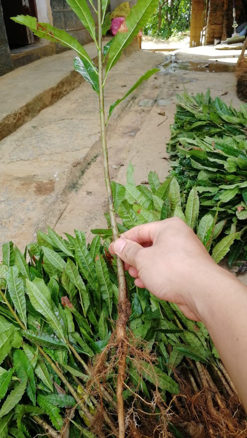 批发杨梅实生苗，杨梅砧木，一年生小苗，量大价优