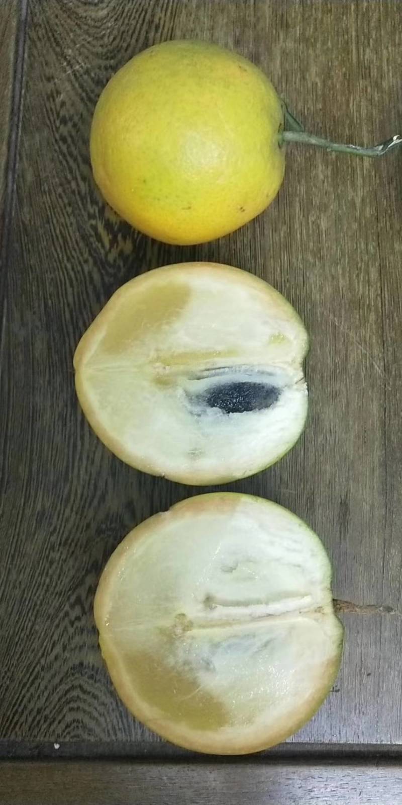 黄晶果嫁接苗，大果黄晶果苗美植袋
