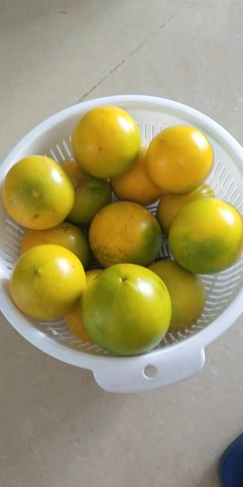 黄晶果嫁接苗，大果黄晶果苗美植袋