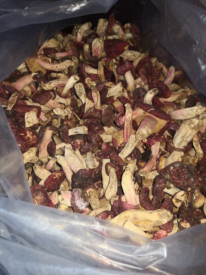 野生红香菌产地直销一手货源