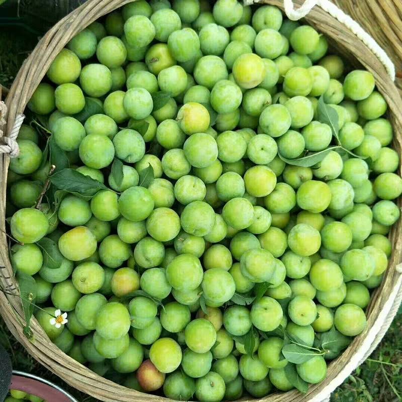 三华李，珠李，红心李嫁接裸根种苗