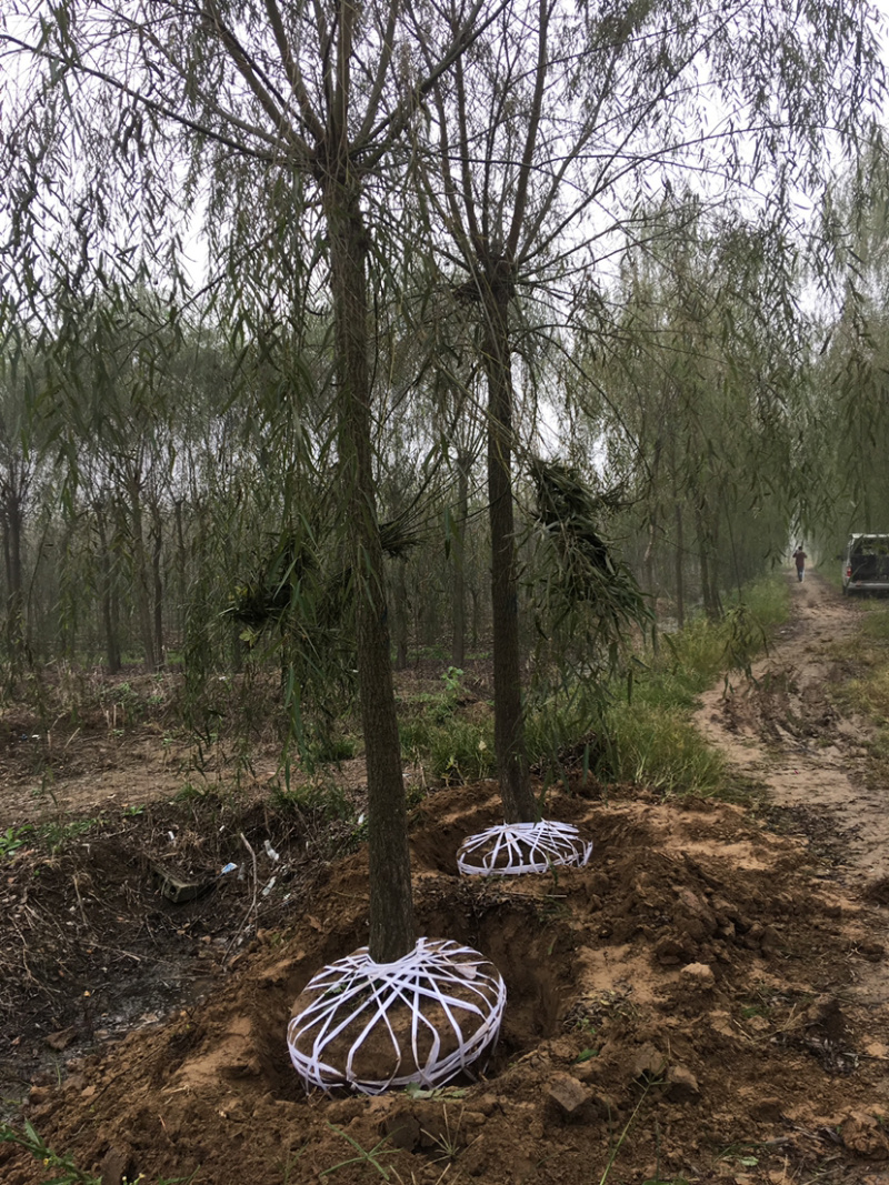 垂柳基地直销，现货供应，欢迎咨询