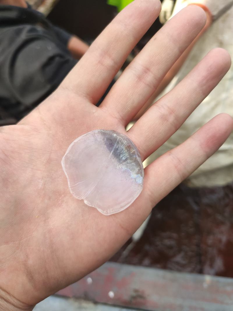 青鱼黑皖保质保量包您满意
