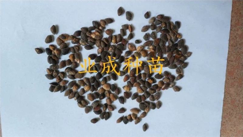 美国松种子松树种子湿地松种子马尾松种子2018年新