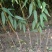 优质桃树品种桃树定植发帽南北种植果树基地