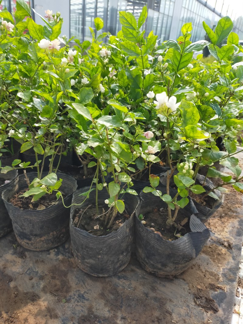 【品质保证】茉莉花盆栽家养净化空气南北适种包成活死苗补发
