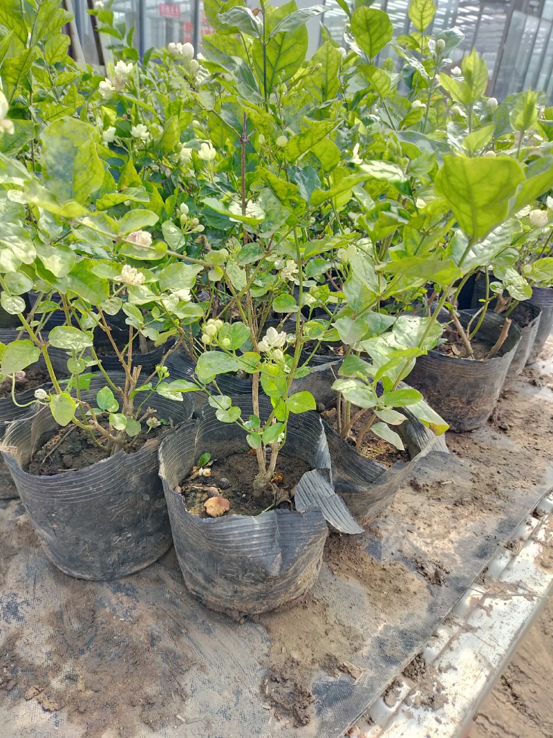 【品质保证】茉莉花盆栽家养净化空气南北适种包成活死苗补发